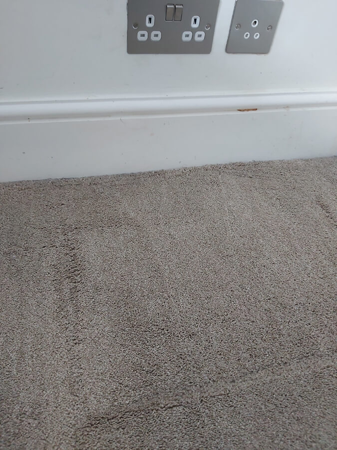 Carpet stain removal from Silent Mites