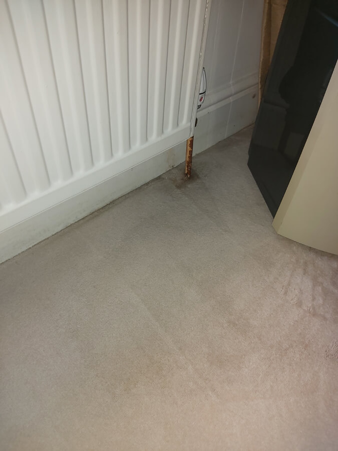 Carpet stain removal from Silent Mites