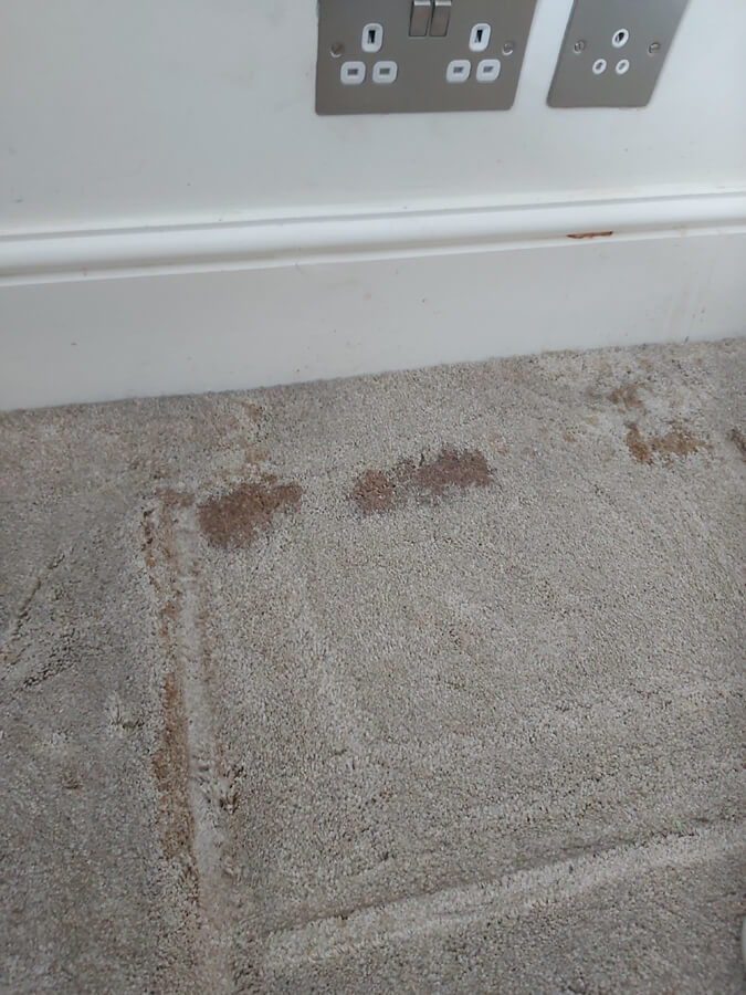 Carpet stain removal from Silent Mites