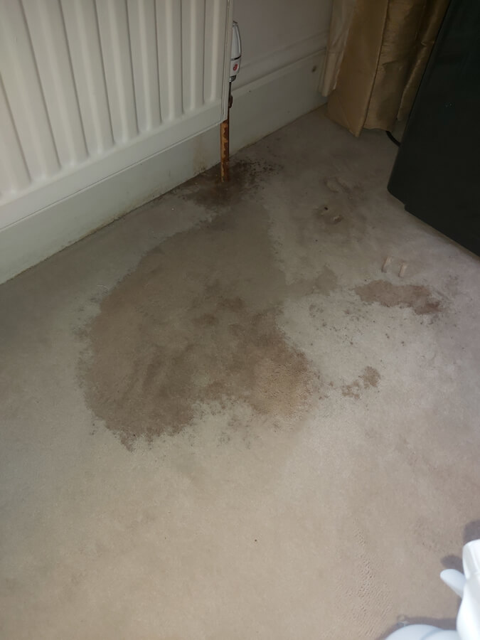 Carpet stain removal from Silent Mites