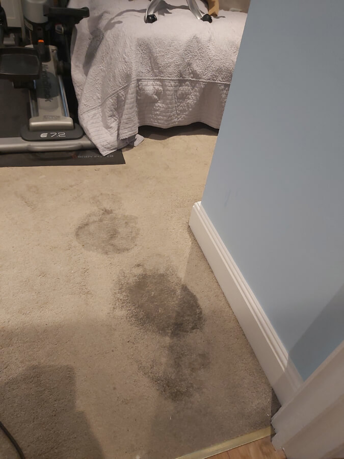 Carpet stain removal from Silent Mites