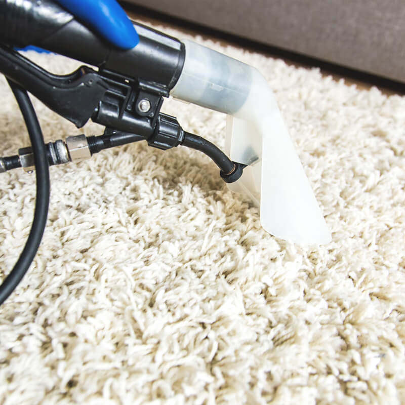 Professional carpet cleaning from Silent Mites