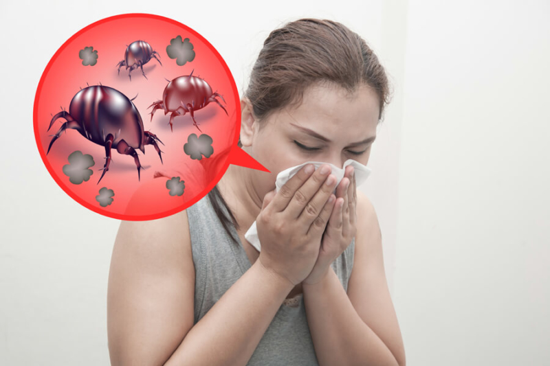 Key facts about dust mites & mattress cleaning from Silent Mites