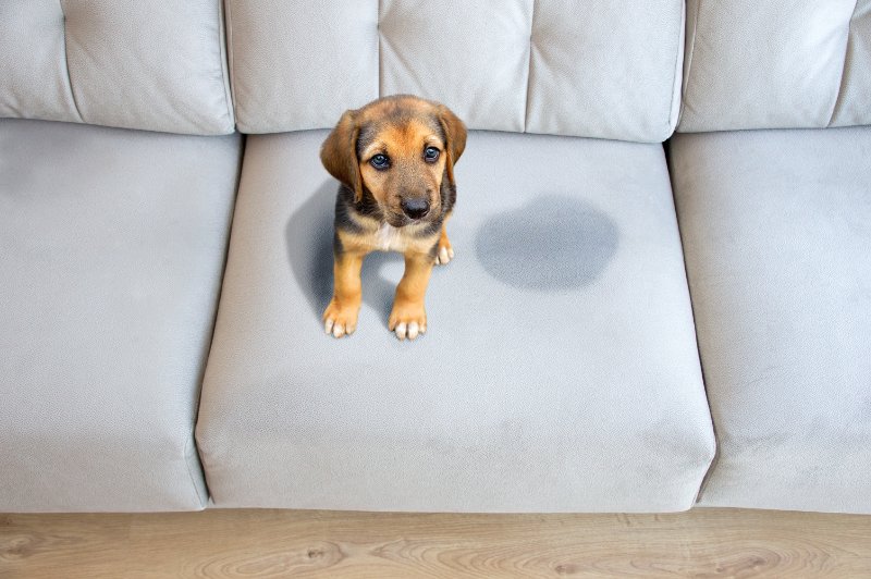 remove-urine-from-sofa